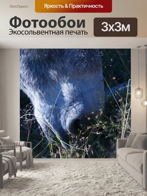 Фотообои мягкий свет на морде серого осла