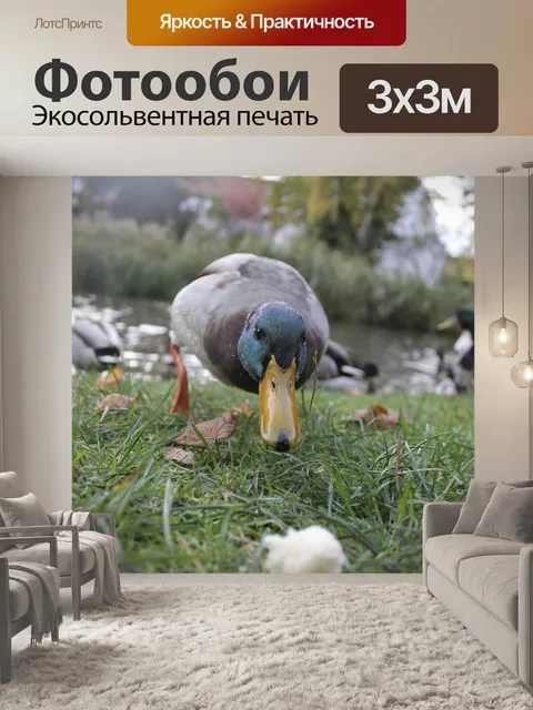 Фотообои Утка
