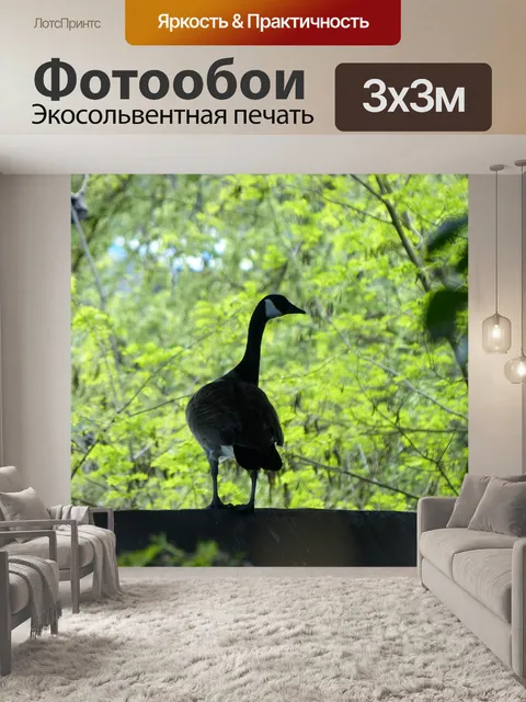Фотообои Канадский гусь