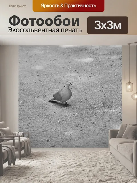 Фотообои Голубь на земле