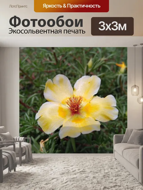 Фотообои Портулак oleracea л