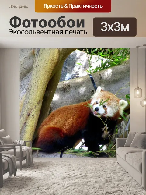 Фотообои Красная панда