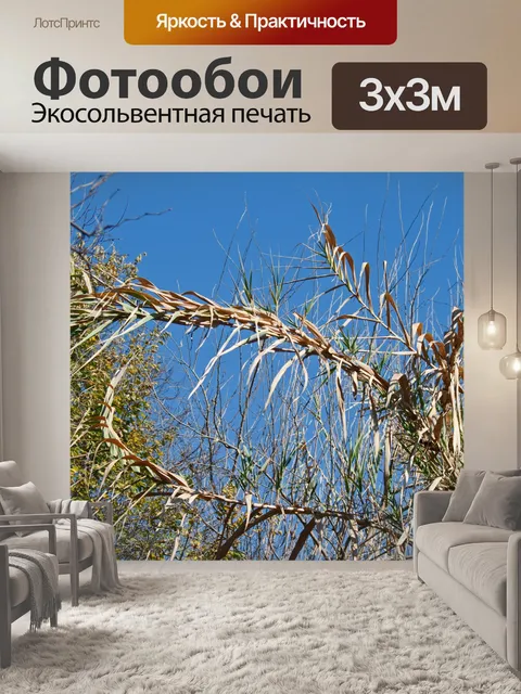 Фотообои верхняя часть высоких тростников наклони