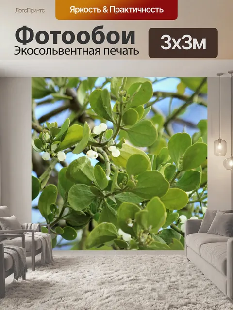 Фотообои Омела крупным планом