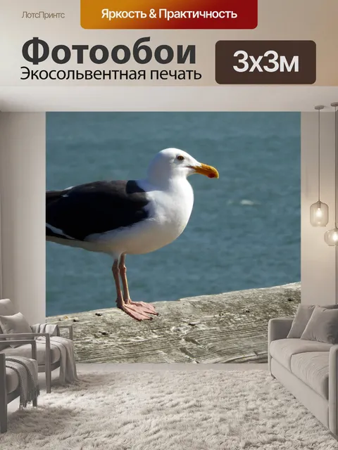 Фотообои Чайка