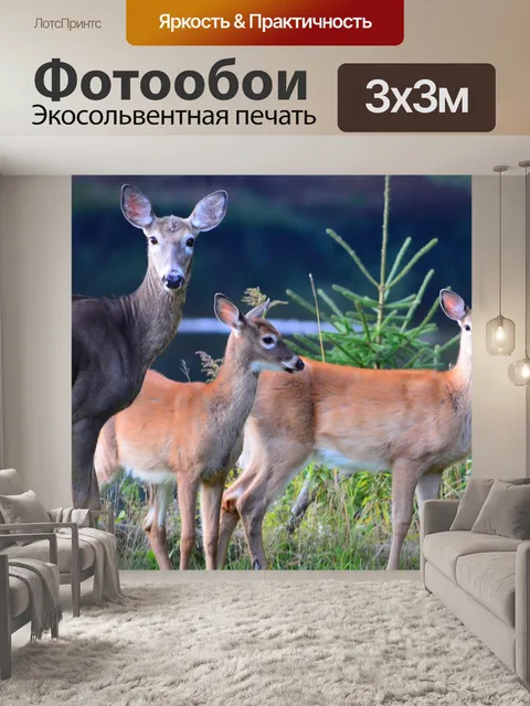 Фотообои Косуля