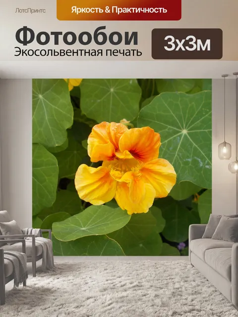 Фотообои Желтая настурция и зеленые листья
