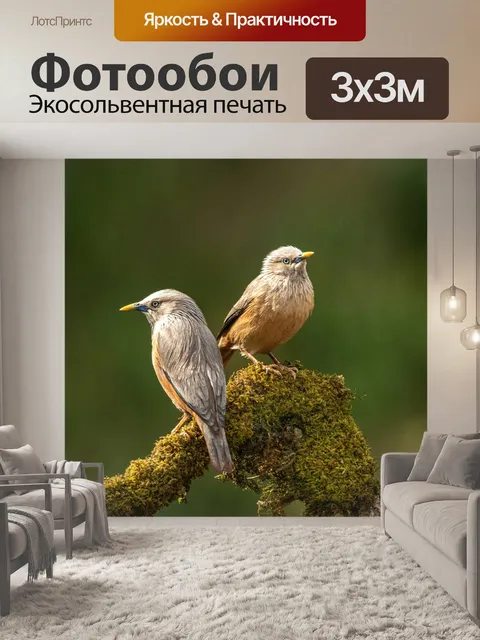 Фотообои Птицы