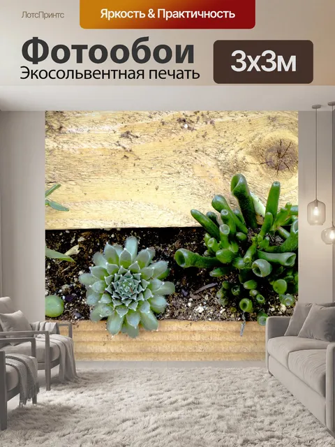 Фотообои Суккуленты
