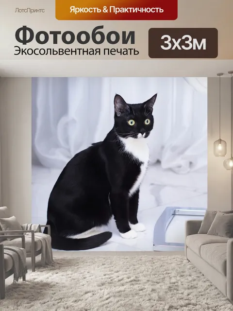 Фотообои Cat