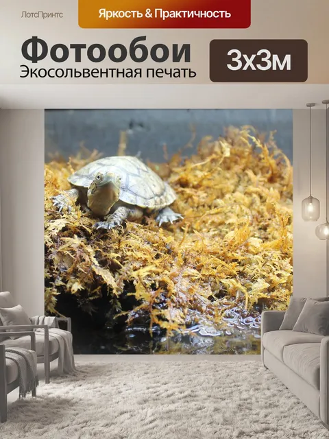 Фотообои Черепаха