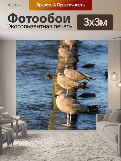 Фотообои Чайки