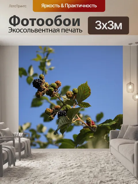 Фотообои Фрукты