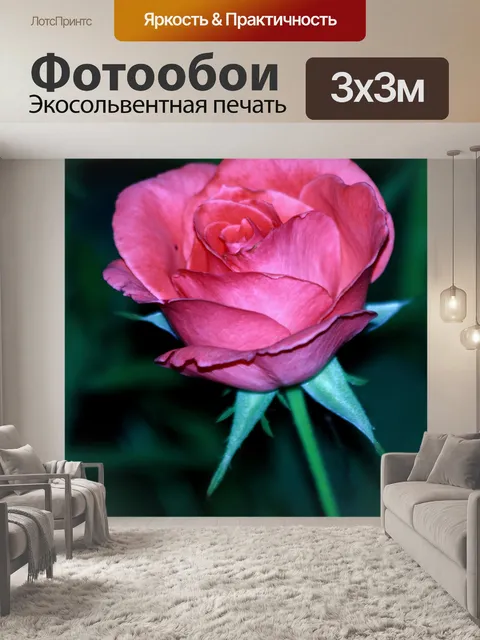 Фотообои Темно-розовые розы
