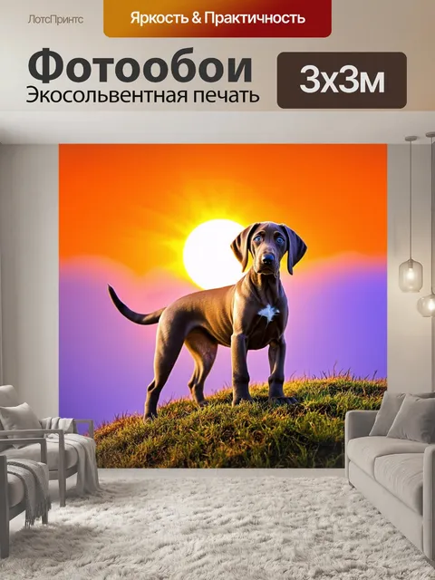 Фотообои щенок веймаранера, стоящий на вершине холма, смотрящий на закат