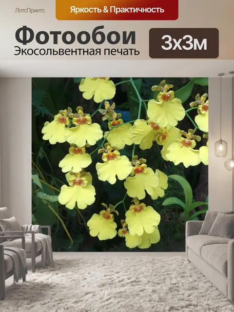 Фотообои Орхидеи