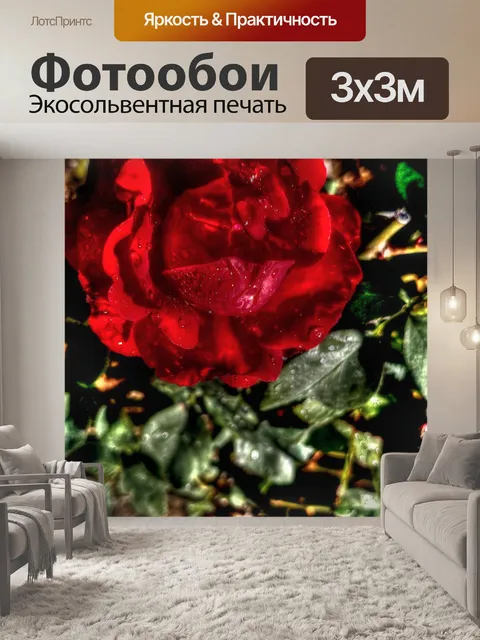Фотообои Мокрая красная роза крупным планом