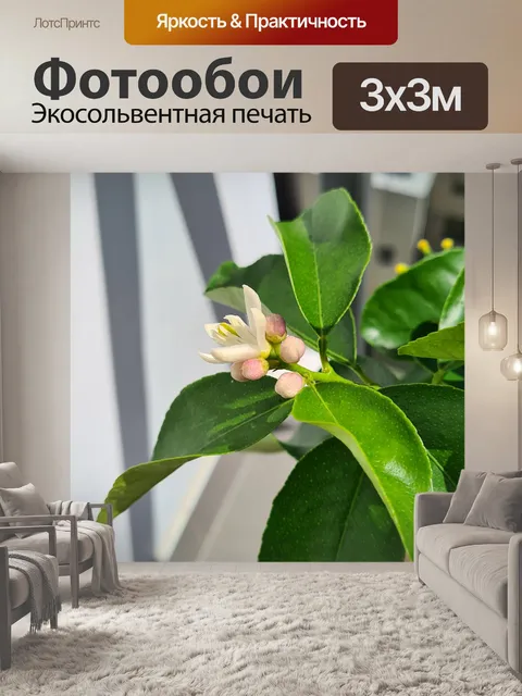 Фотообои Бутоны раннего таитянского лайма