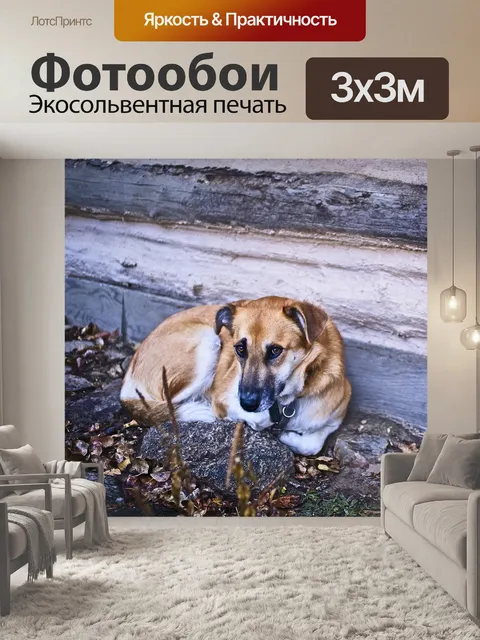 Фотообои Собака