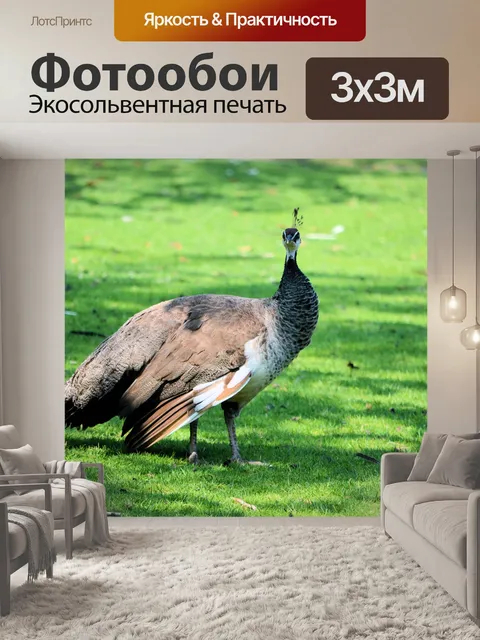 Фотообои Птицы