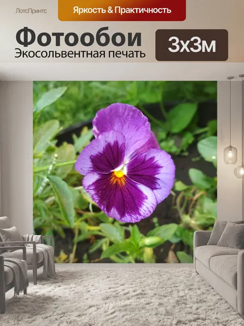 Фотообои Анютины глазки