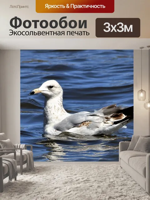 Фотообои Чайка на голубой воде крупным планом