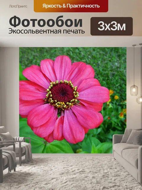 Фотообои Цинния