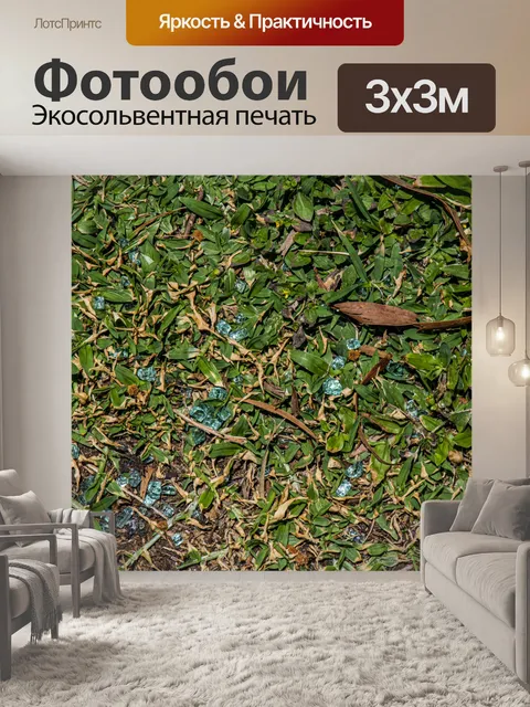 Фотообои Дождевой лес