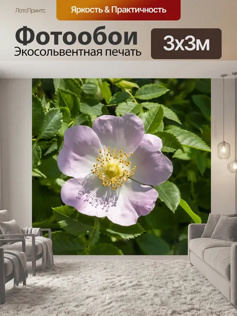 Фотообои Уайлдфлауэр