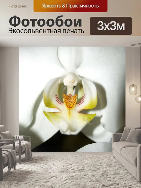 Фотообои Фото цветка орхидеи