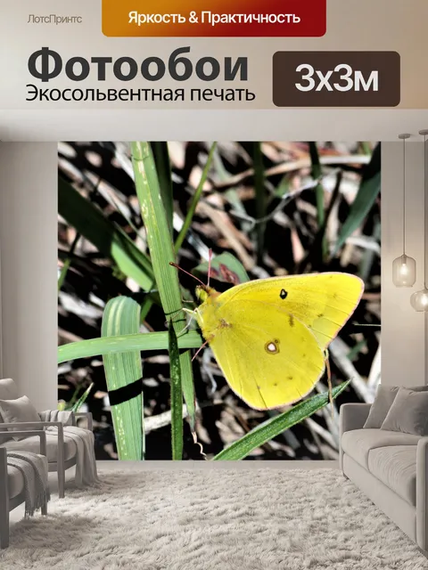 Фотообои Оранжевая серна Бабочка крупным планом