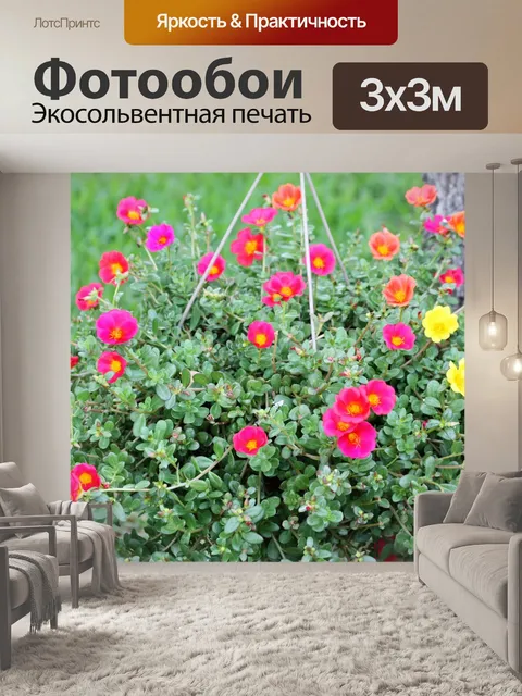 Фотообои Портулак в подвесной корзине