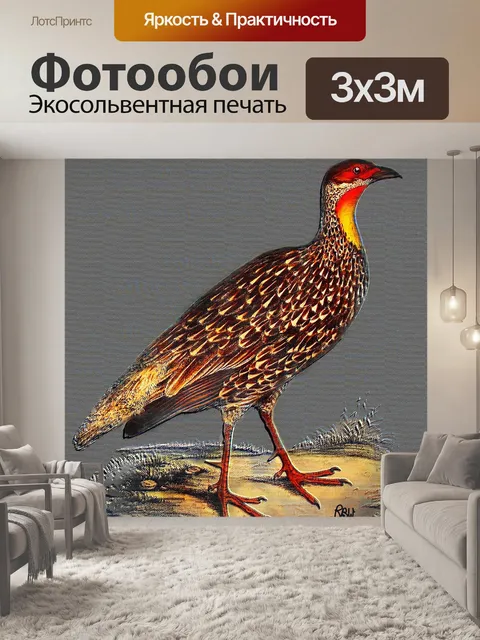 Фотообои Желтый шеей шпоры птицы