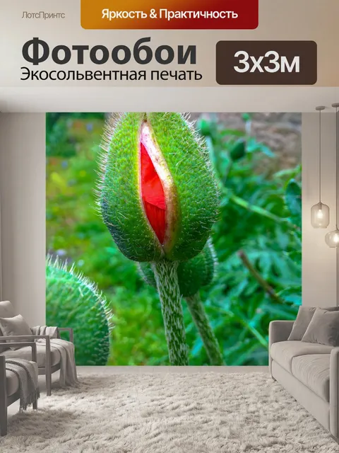 Фотообои бутон цветка мака