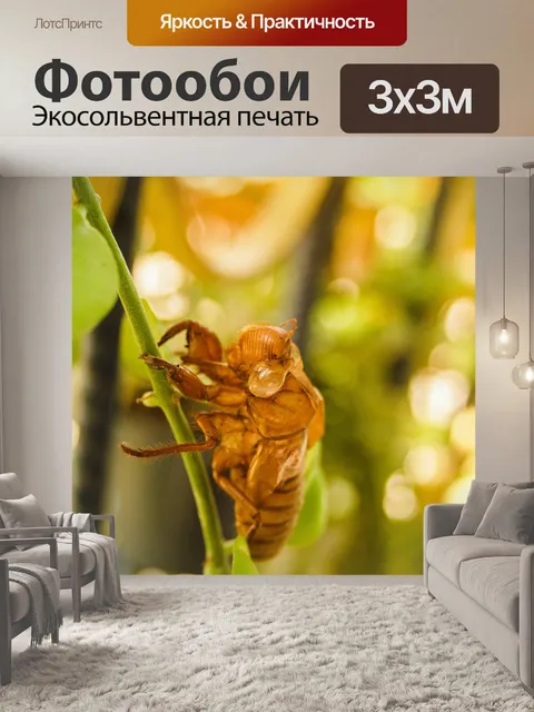 Фотообои коричневая цикада