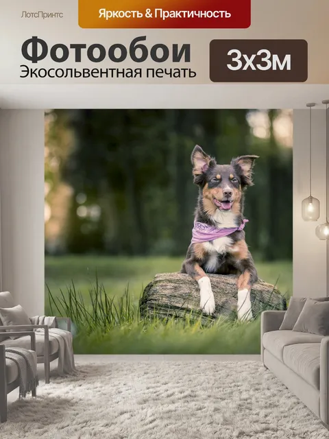 Фотообои Собака