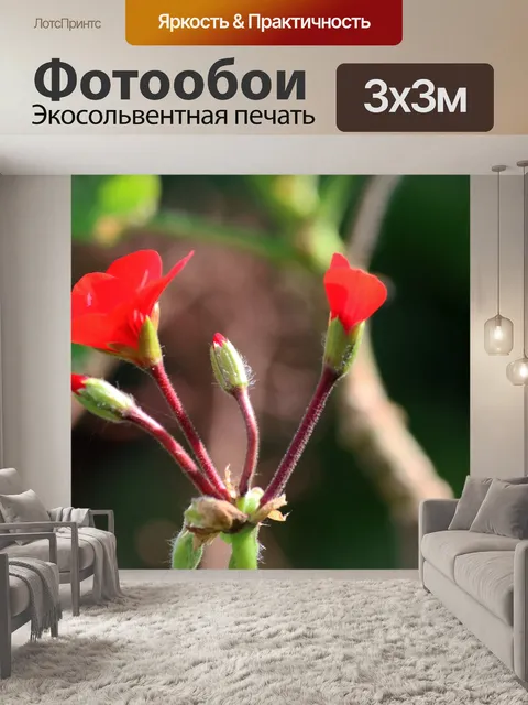 Фотообои Открытые красные соцветия герани