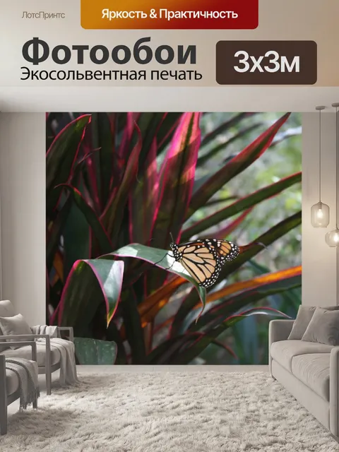 Фотообои Бабочка монарх
