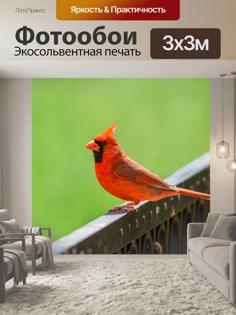 Фотообои Птица