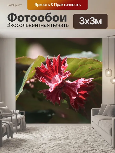 Фотообои Фундук