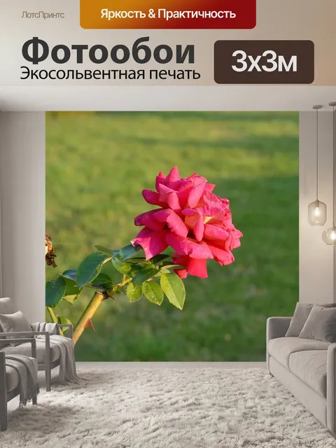 Фотообои Роза