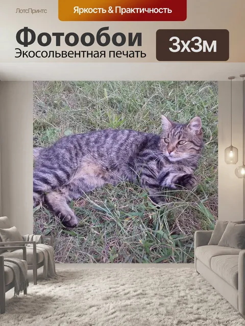 Фотообои Кот