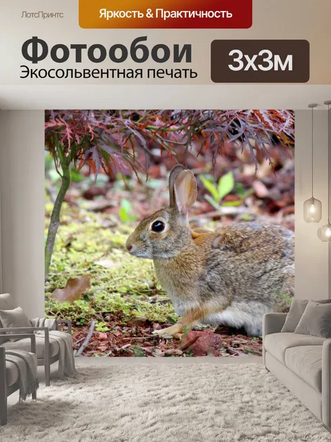 Фотообои Оповещения кролика