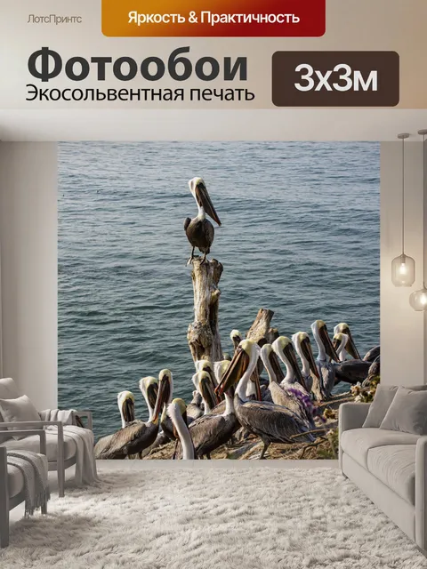 Фотообои Пеликаны