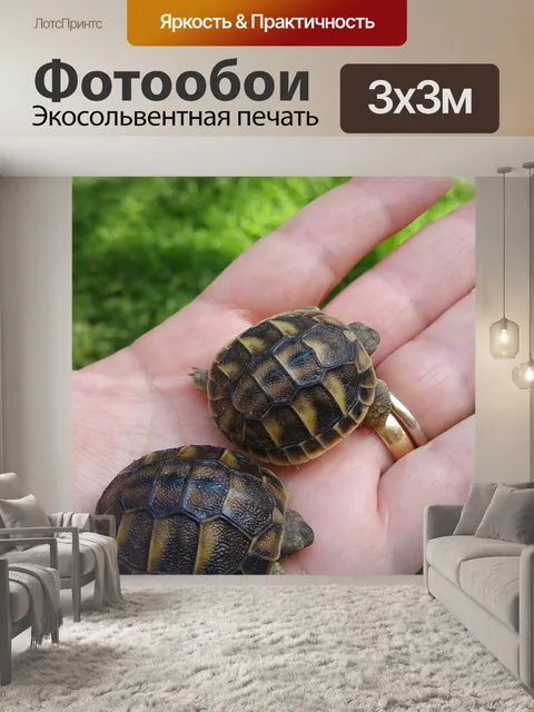 Фотообои Черепахи