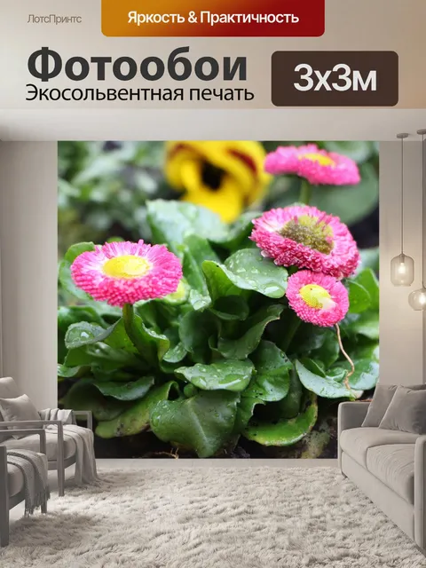 Фотообои Ромашки