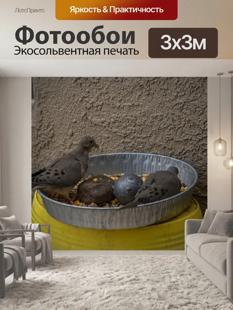 Фотообои Траурные голуби едят