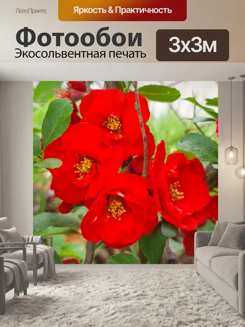 Фотообои Цветущая айва