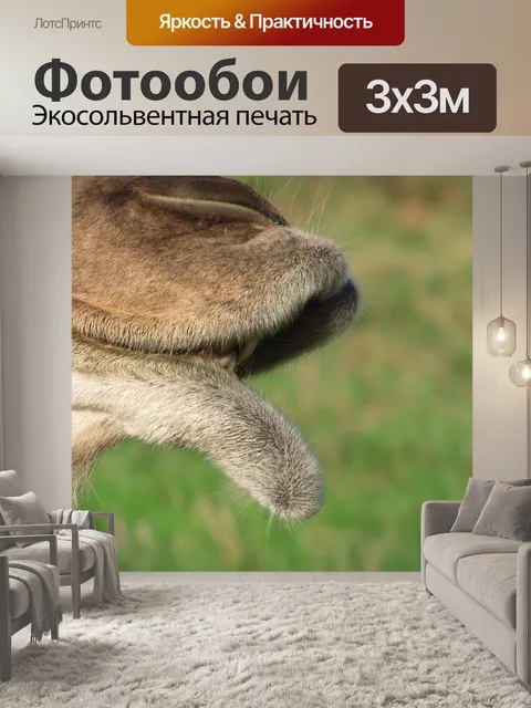 Фотообои Рот и губы верблюда