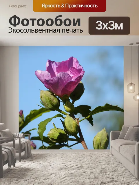 Фотообои Гибискус
